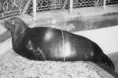 /album/hagamos-algo/foca-monje-del-caribe-jpg/